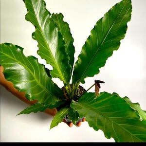 Baby anthurium plowmanii fruffles